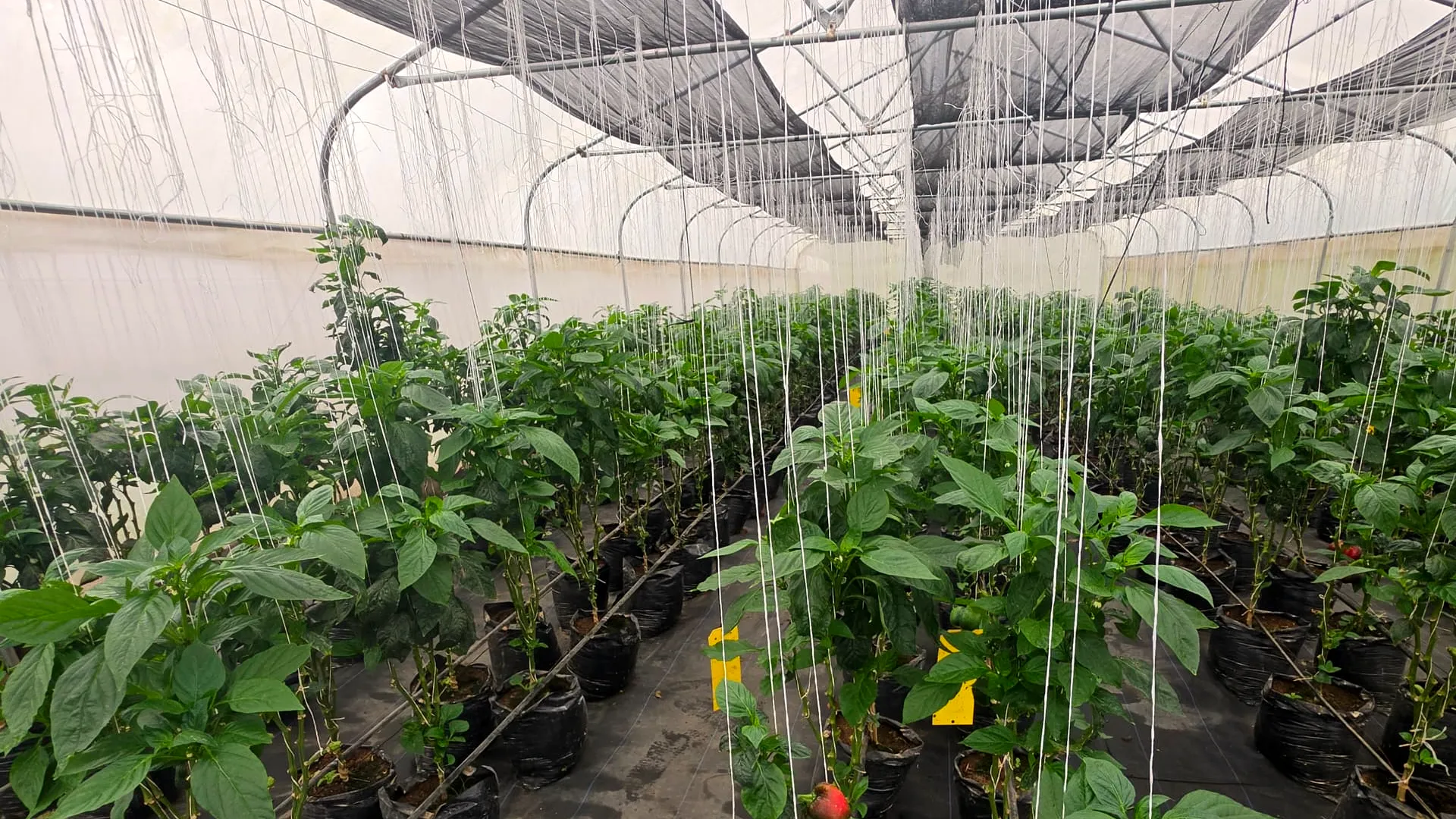 Rows of bell pepper plants under shade nets in an EdenLaMame greenhouse