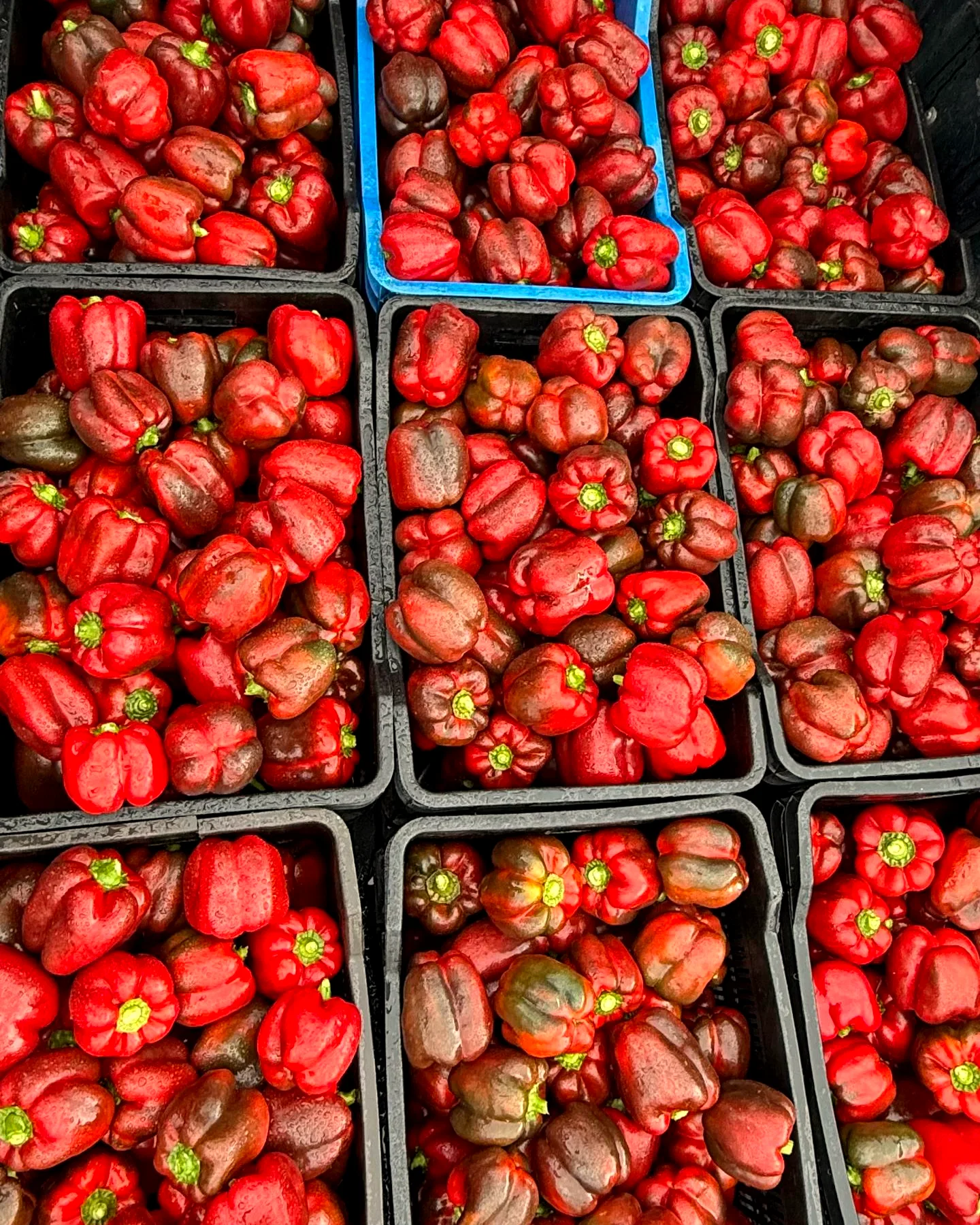 Crates of freshly harvested red bell peppers from the EdenLaMame greenhouses