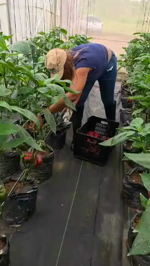 Short clip of red bell peppers being harvested into a crate