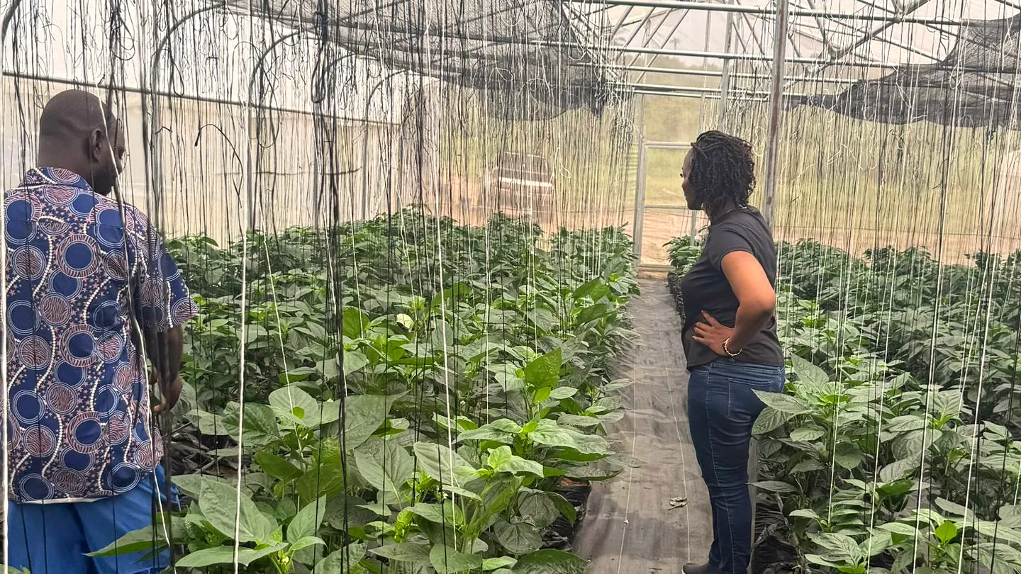 Visitors walking through a pepper greenhouse at EdenLaMame