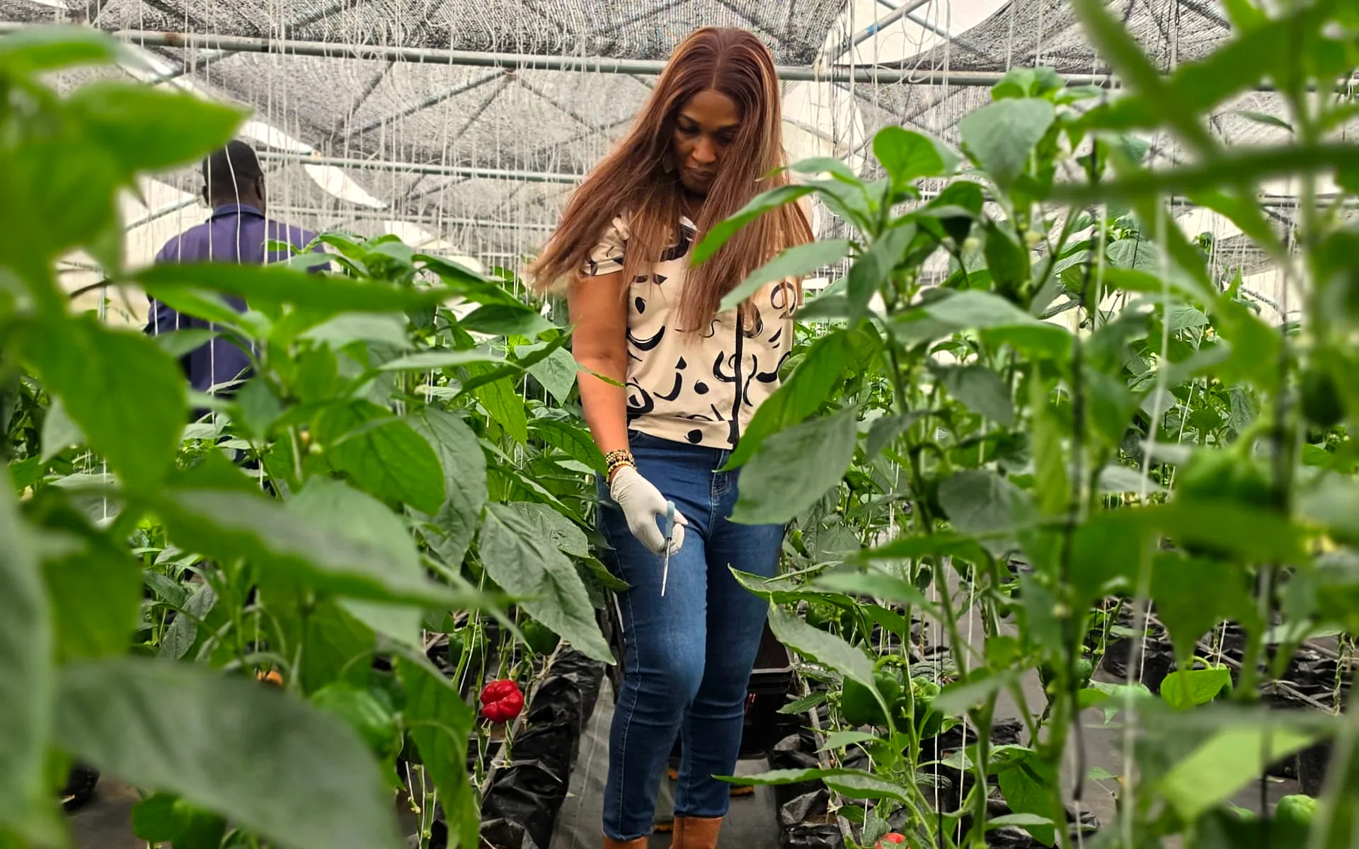 A visitor checking bell pepper plants in the greenhouse
