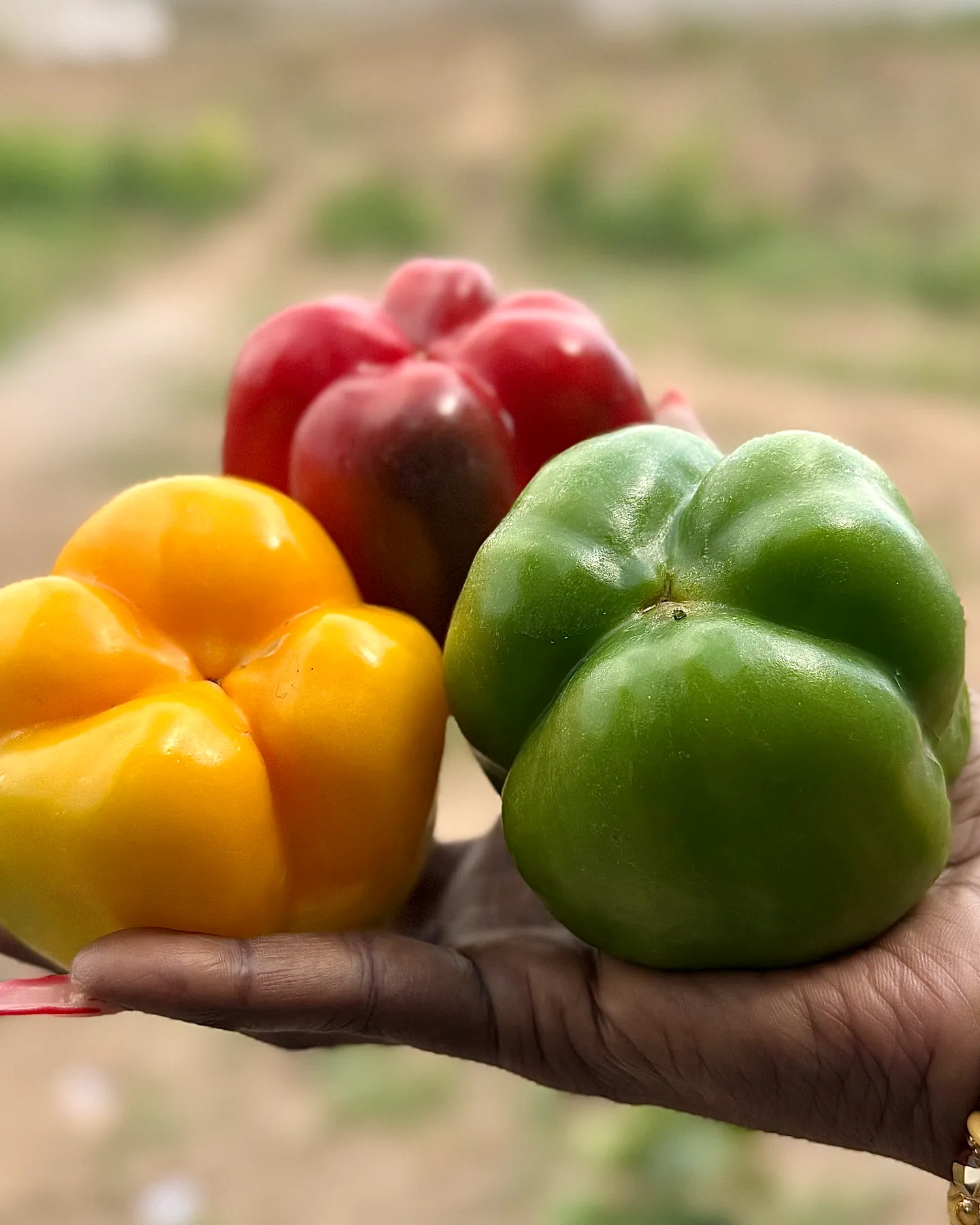 A hand holding a yellow, a red and a green bell pepper, fresh from the farm