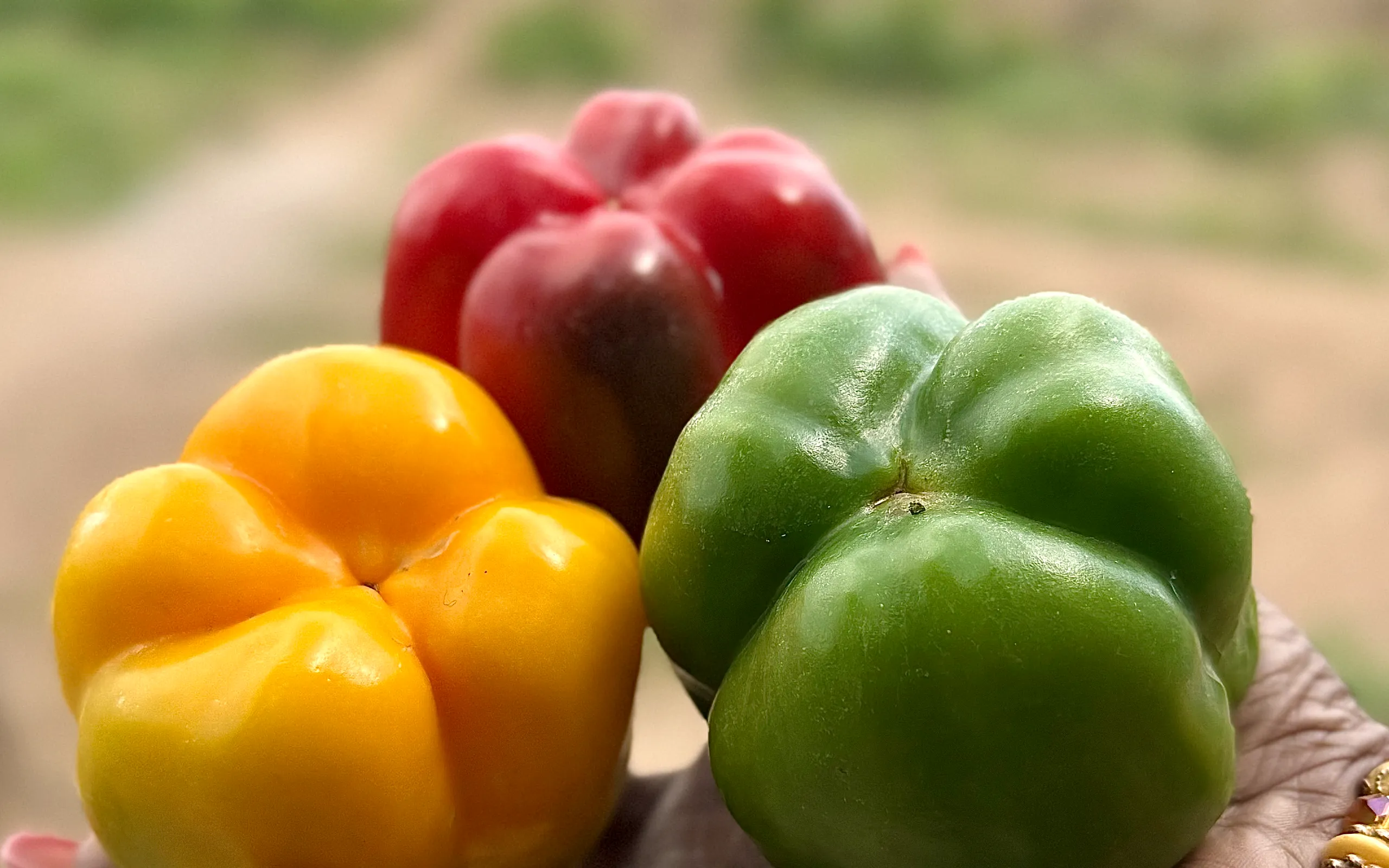 A hand holding a yellow, a red and a green bell pepper, fresh from the farm