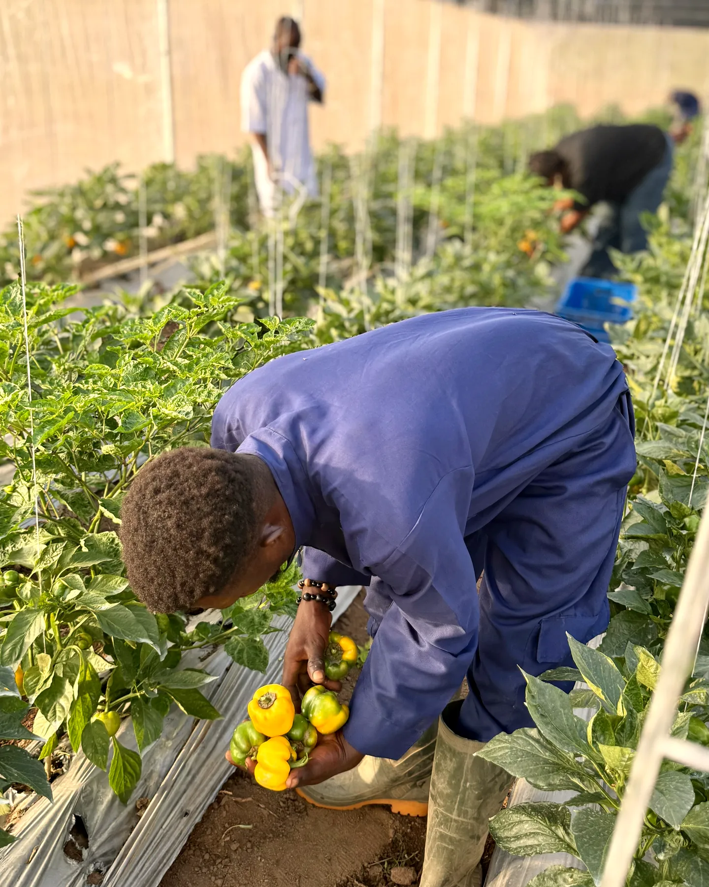 A farm worker hand-picking yellow bell peppers in the greenhouse