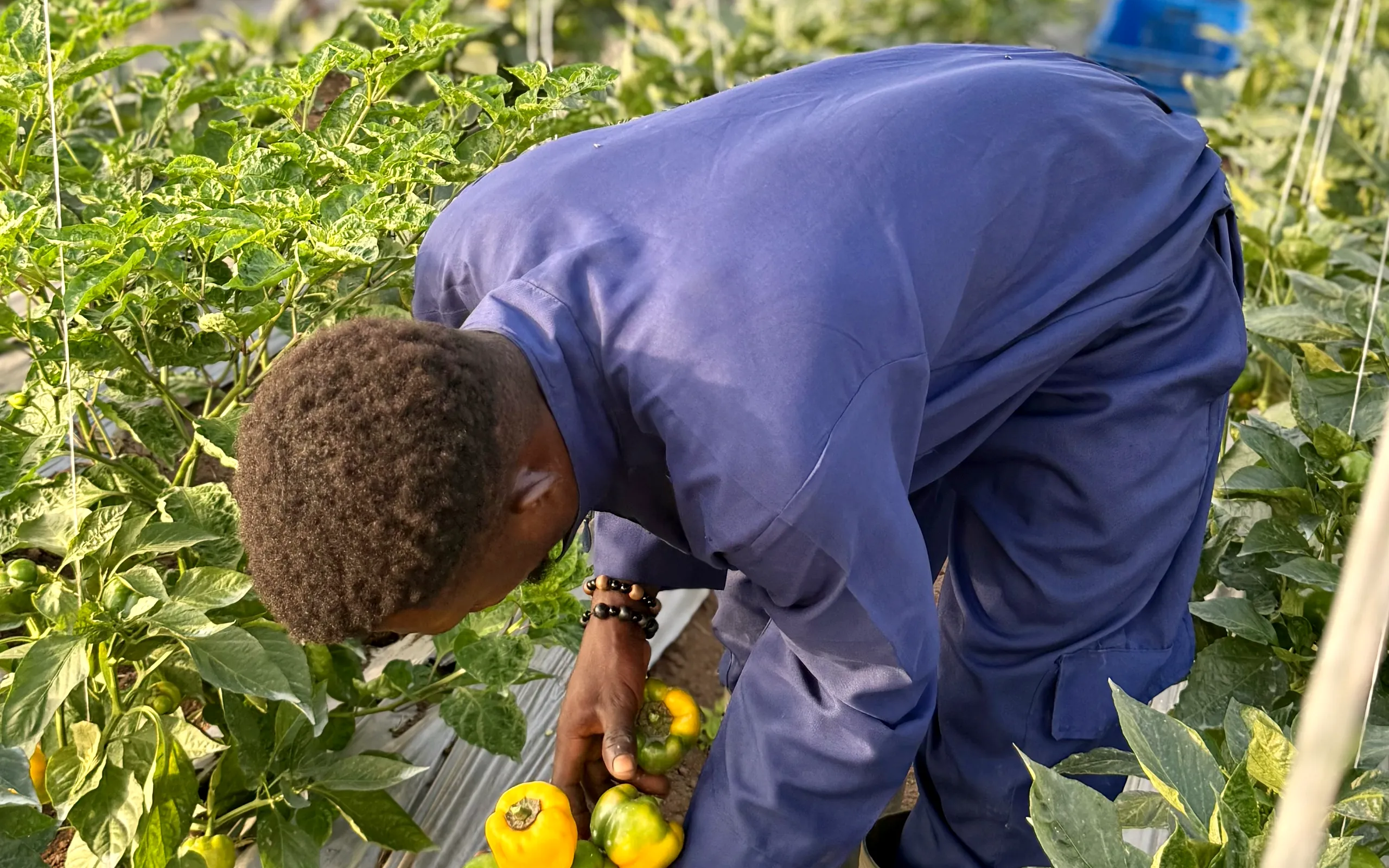 A farm worker hand-picking yellow bell peppers in the greenhouse