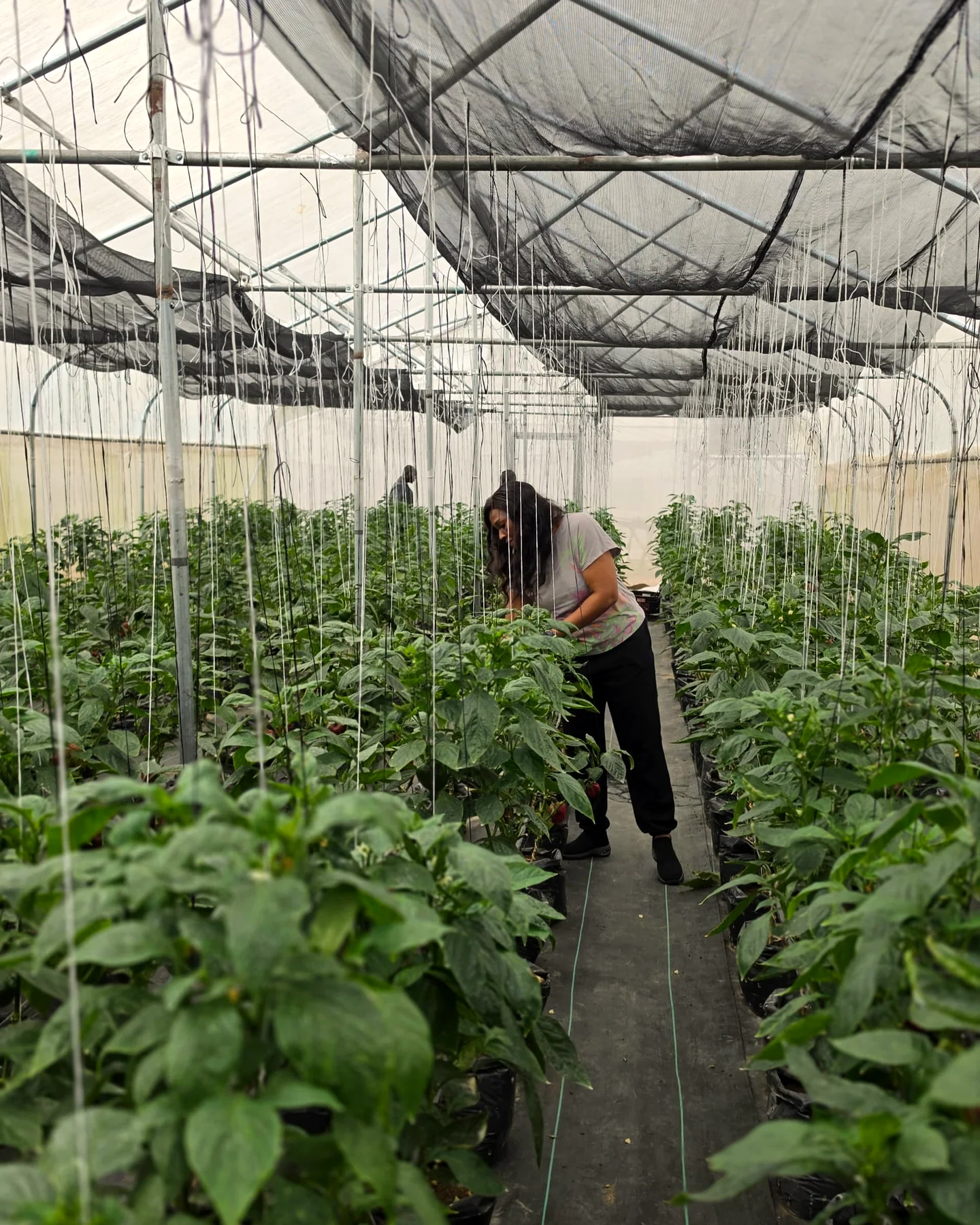 Tending bell pepper plants along a greenhouse row at EdenLaMame farm