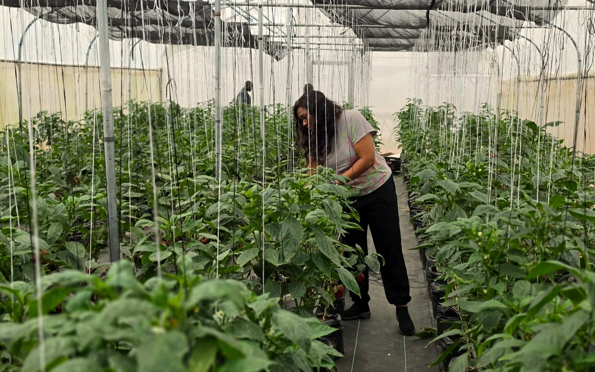 Tending bell pepper plants along a greenhouse row at EdenLaMame farm