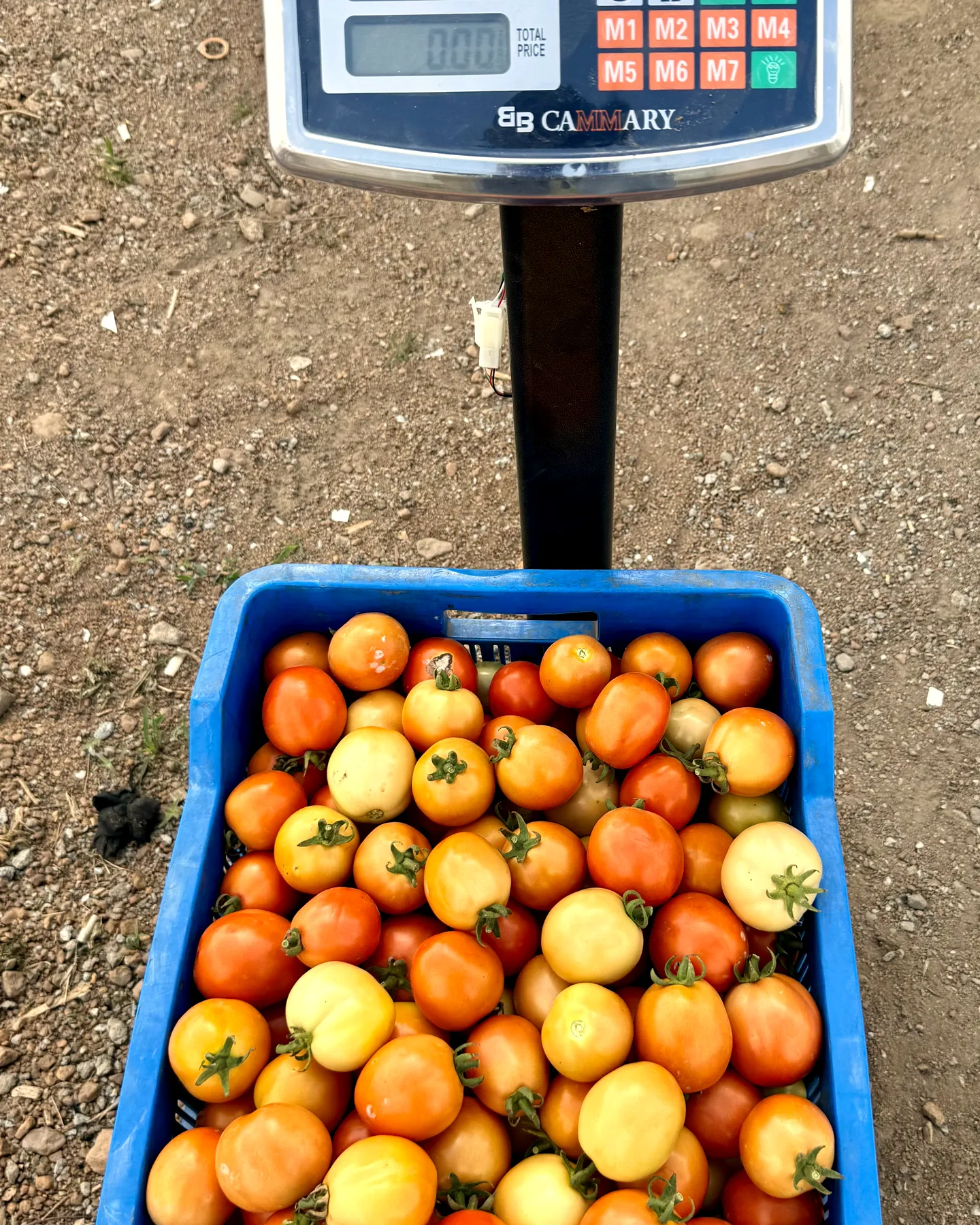 A crate of fresh tomatoes on the farm scale, ready to be weighed