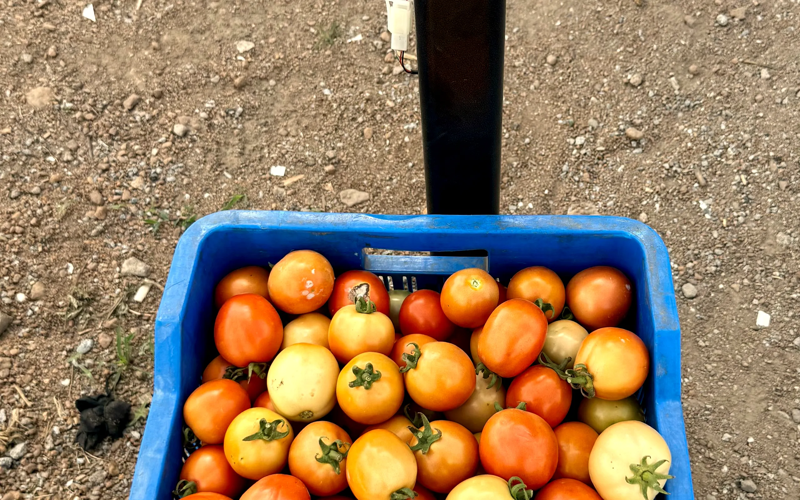 A crate of fresh tomatoes on the farm scale, ready to be weighed