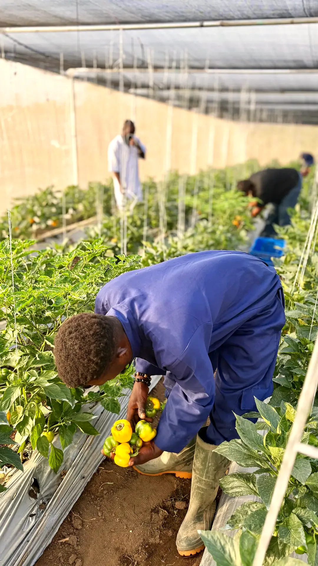 A farm worker harvesting yellow bell peppers inside the greenhouse