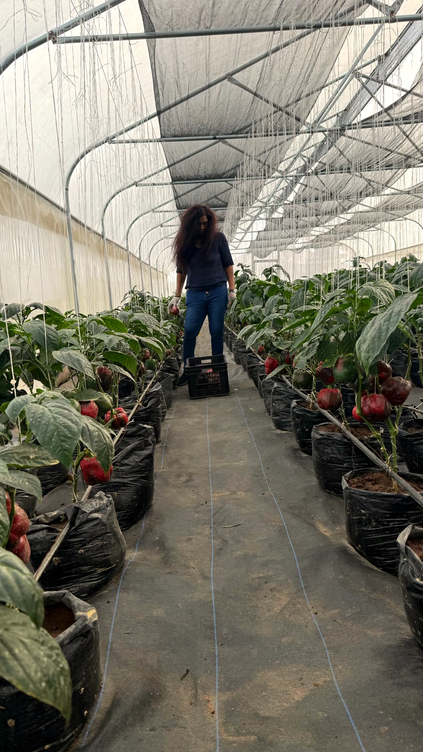 Harvesting red bell peppers along a greenhouse aisle