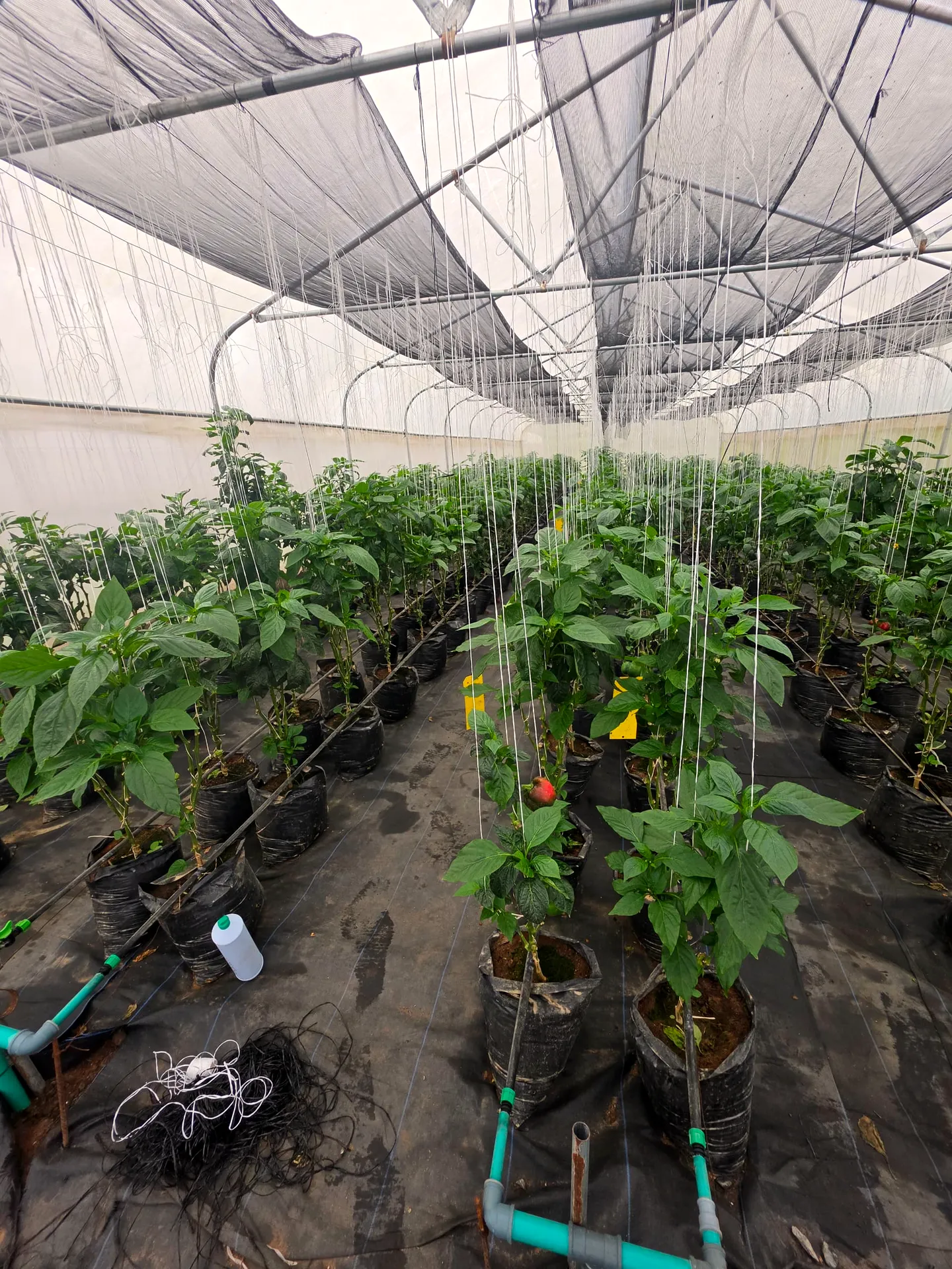 Bell pepper plants under shade nets in the greenhouse