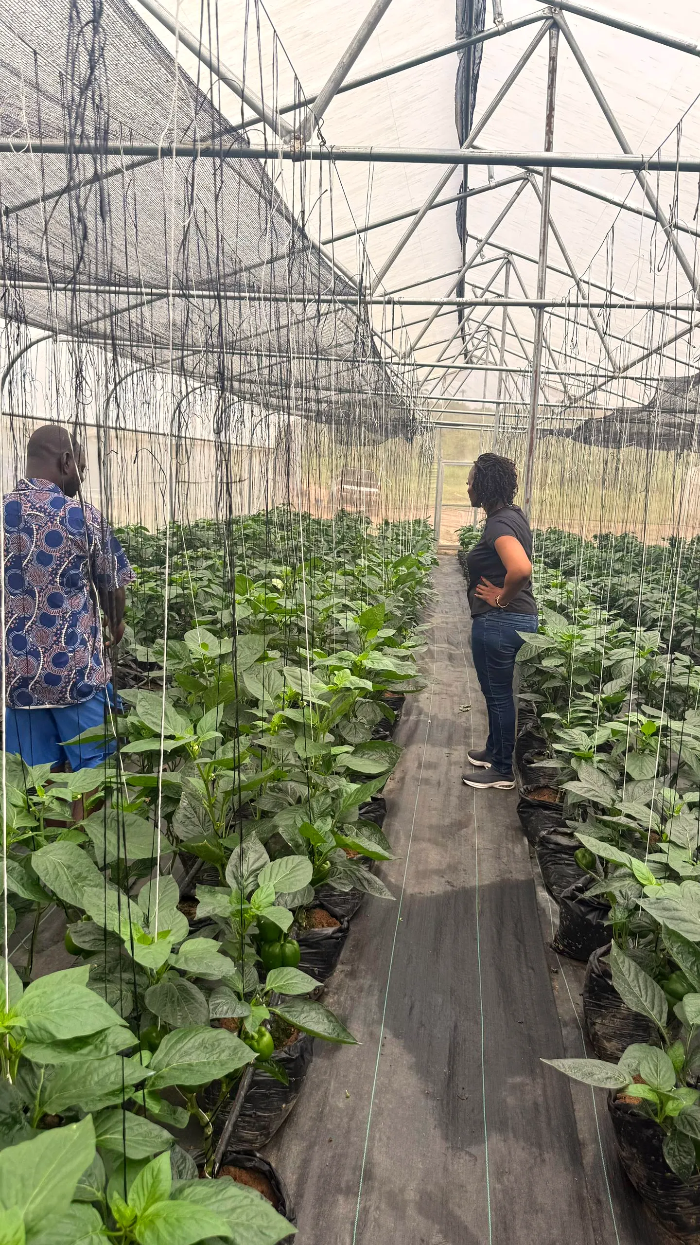 Walking the greenhouse rows with the farm team