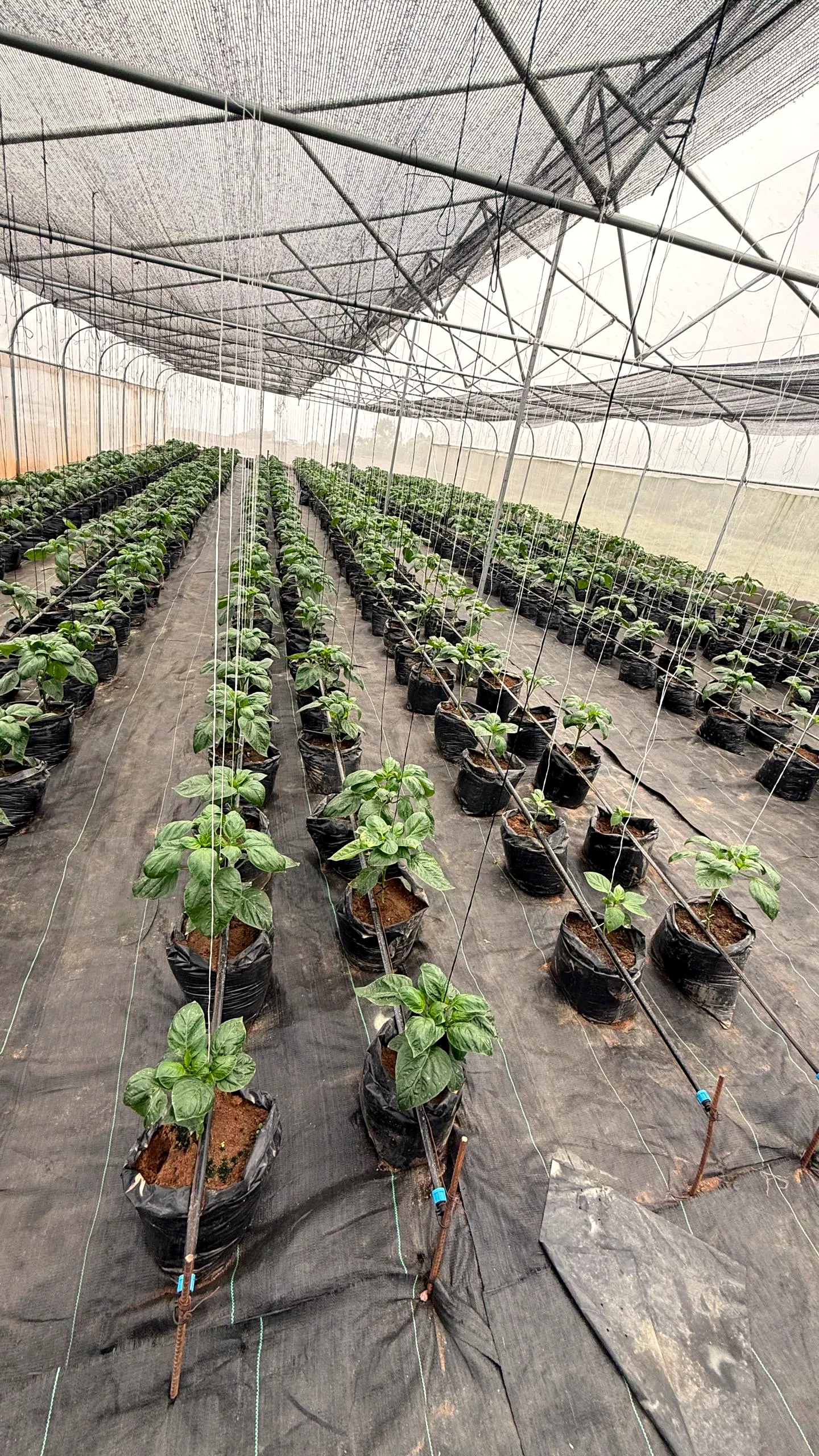 Young pepper plants in rows inside the greenhouse