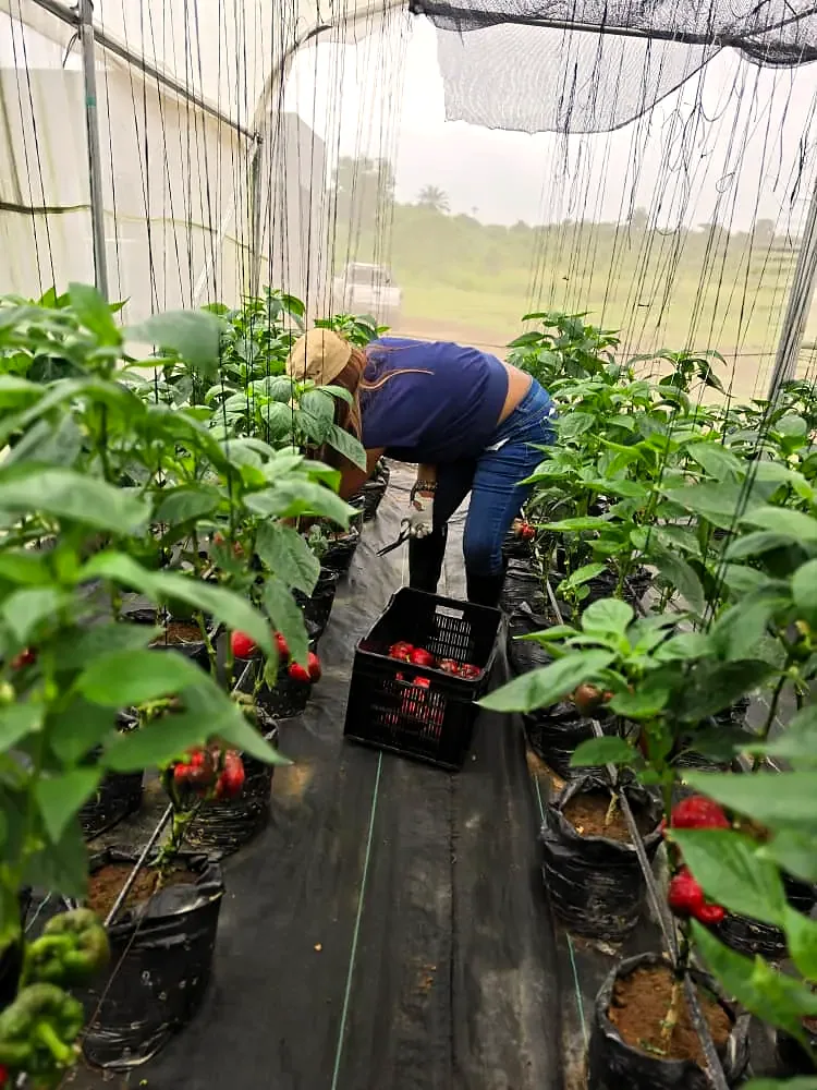 Harvesting peppers at the edge of a greenhouse