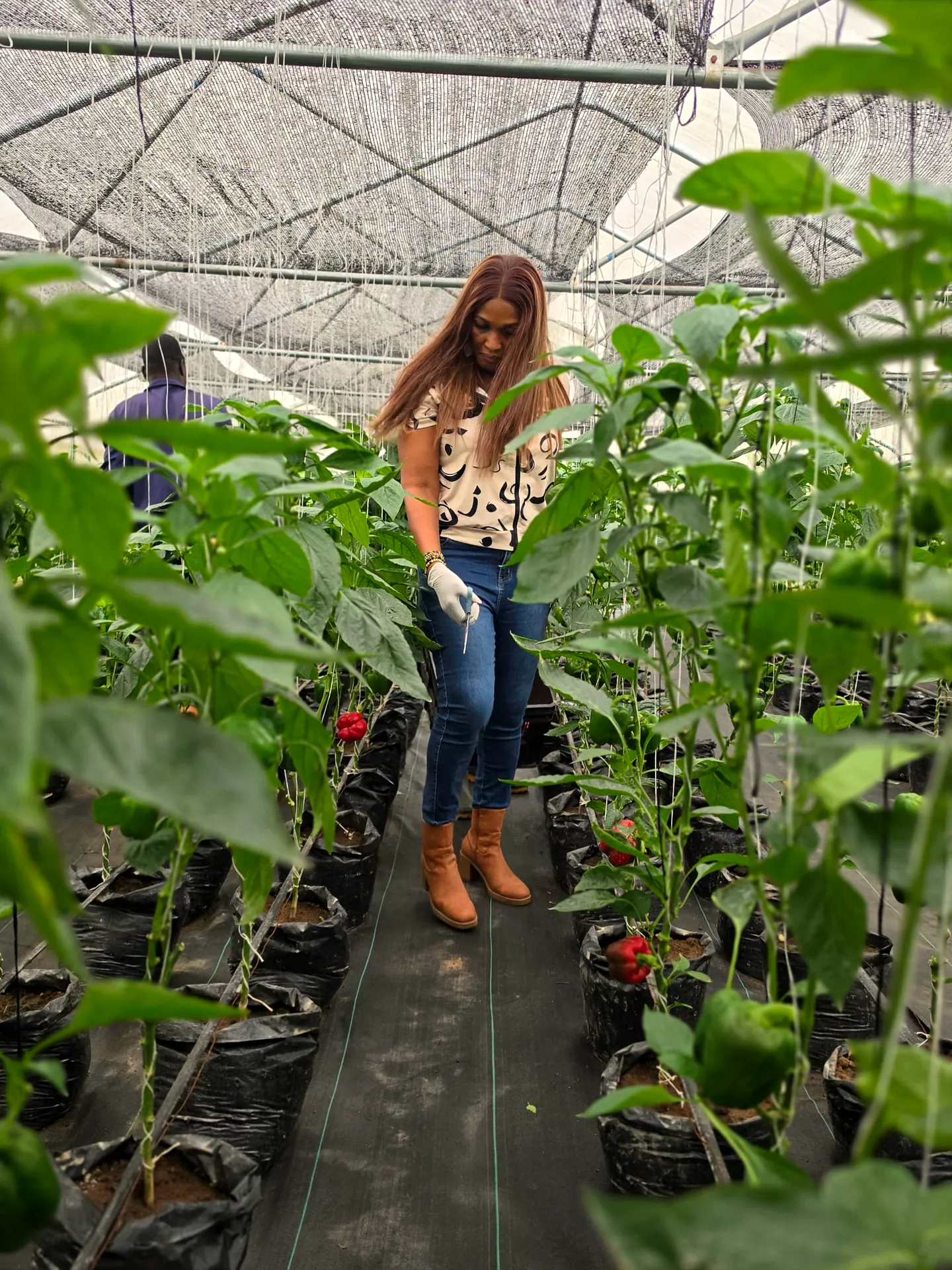 Checking bell pepper plants in the greenhouse