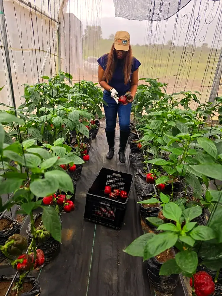 A harvest crate between rows of pepper plants