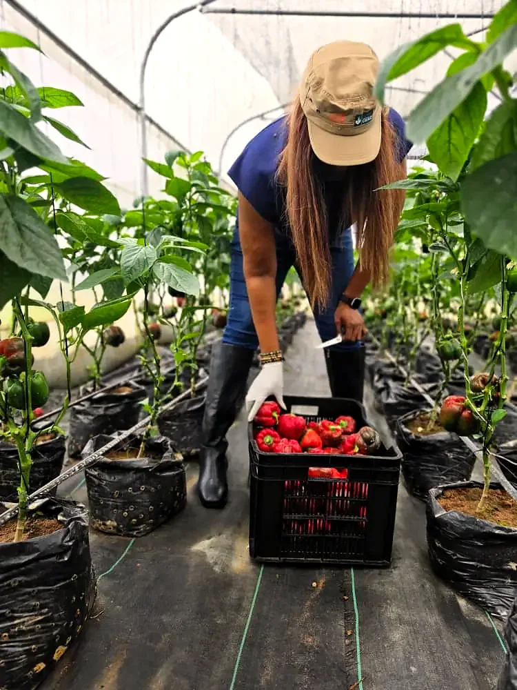 Harvesting red bell peppers into a crate