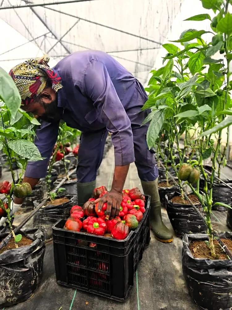 A worker filling a crate with red bell peppers
