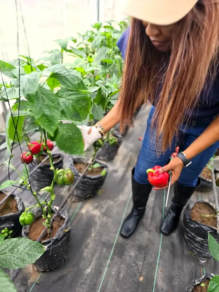 Picking a ripe red bell pepper by hand