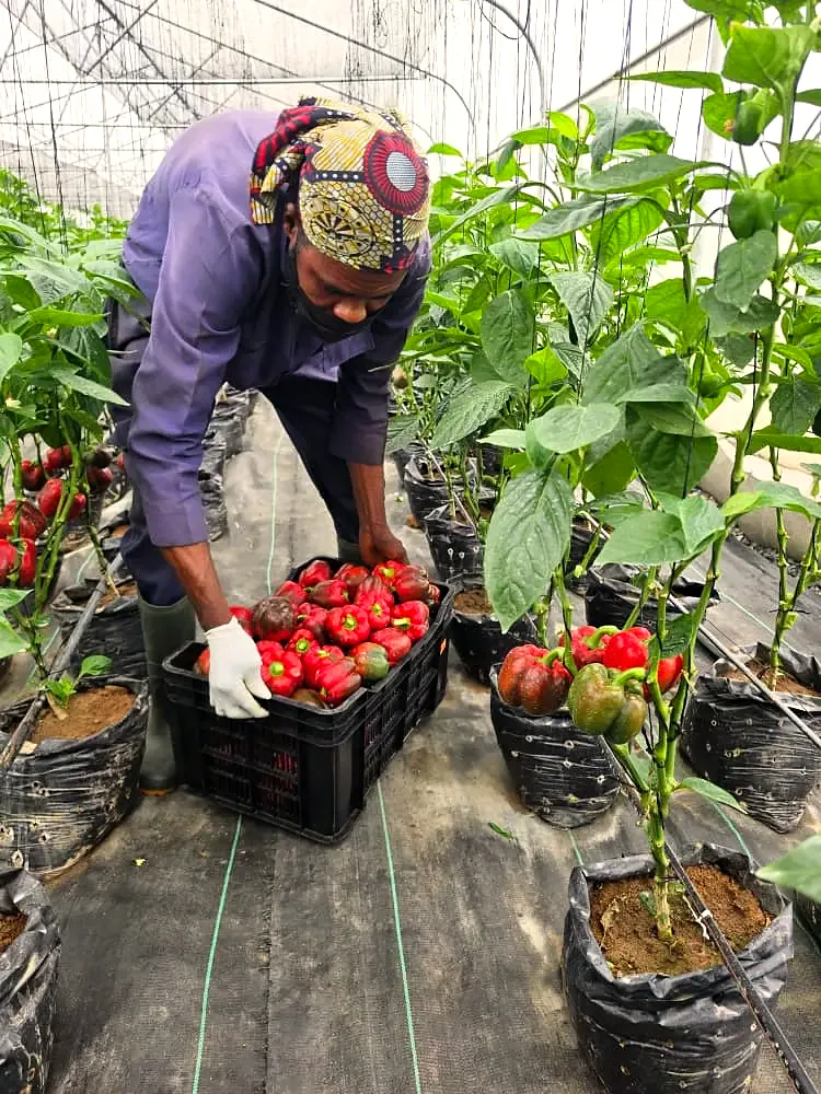 Sorting red bell peppers into a crate during harvest