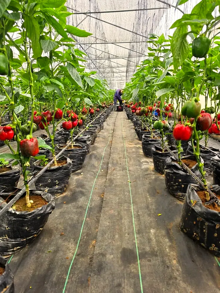 Red and green bell peppers along a greenhouse aisle
