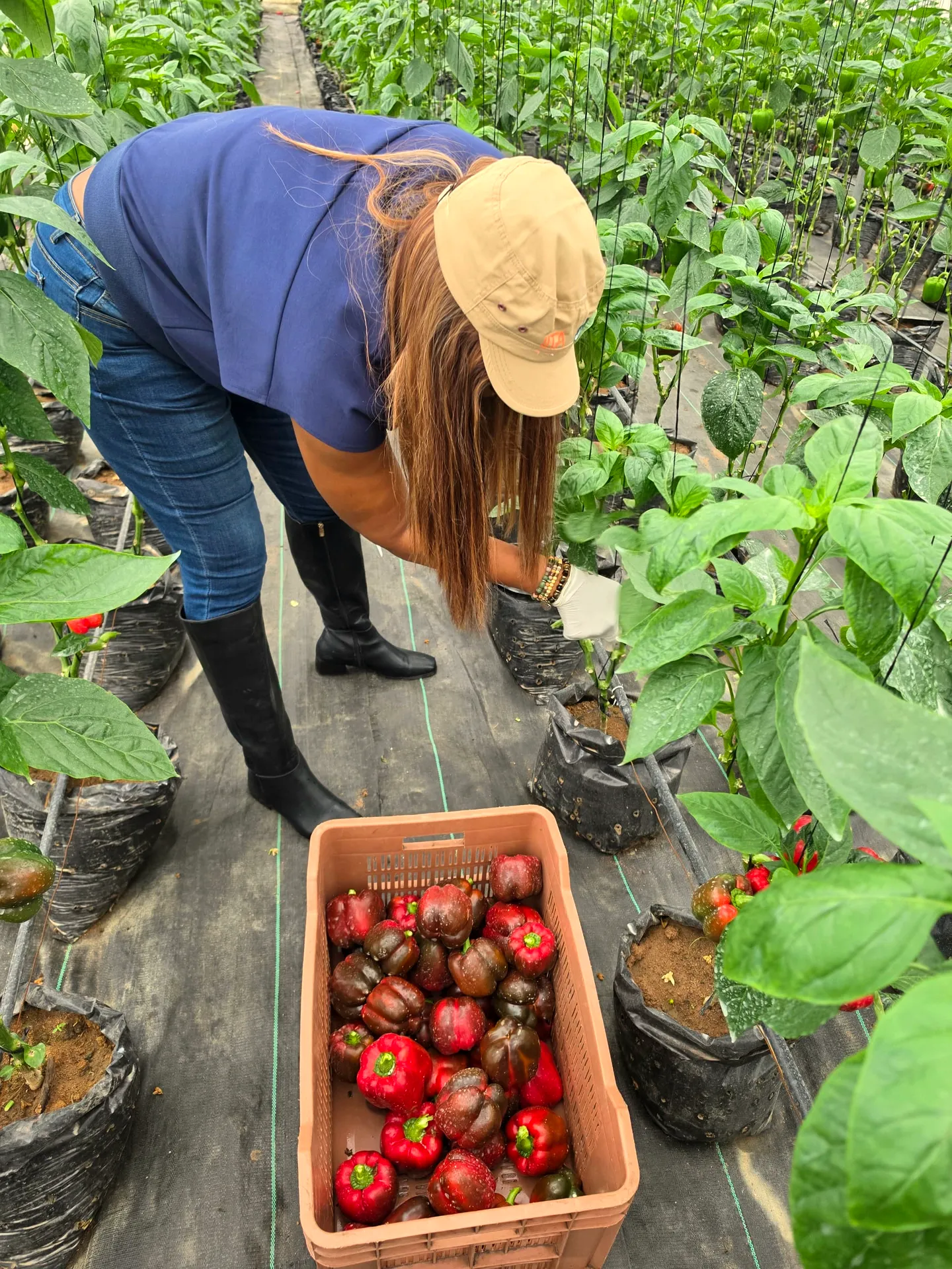 Hand-picking red bell peppers into a crate