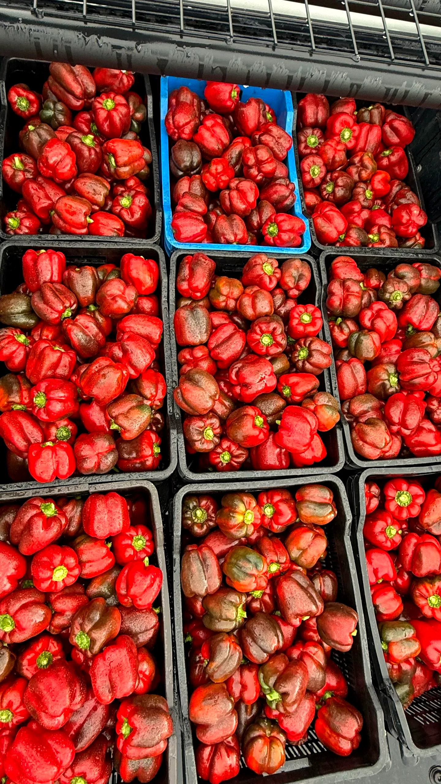 Crates of freshly washed red bell peppers