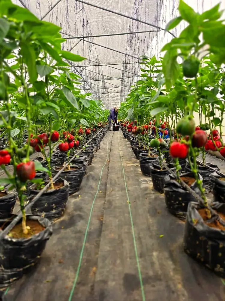 Rows of ripening red bell pepper plants