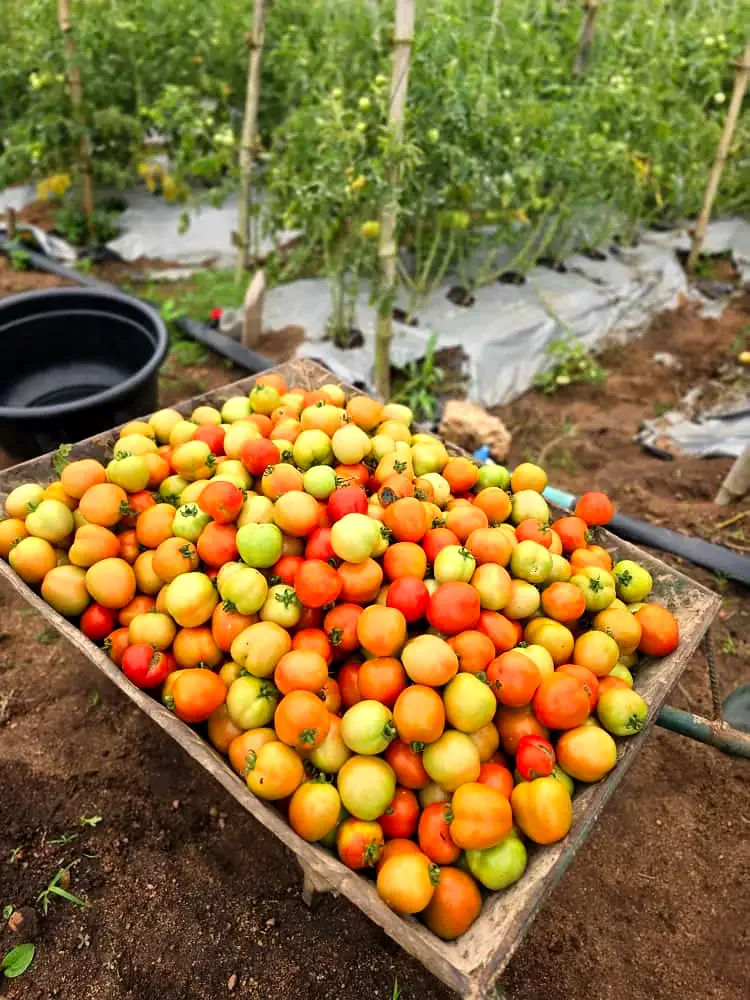 A tray of freshly picked tomatoes in the field